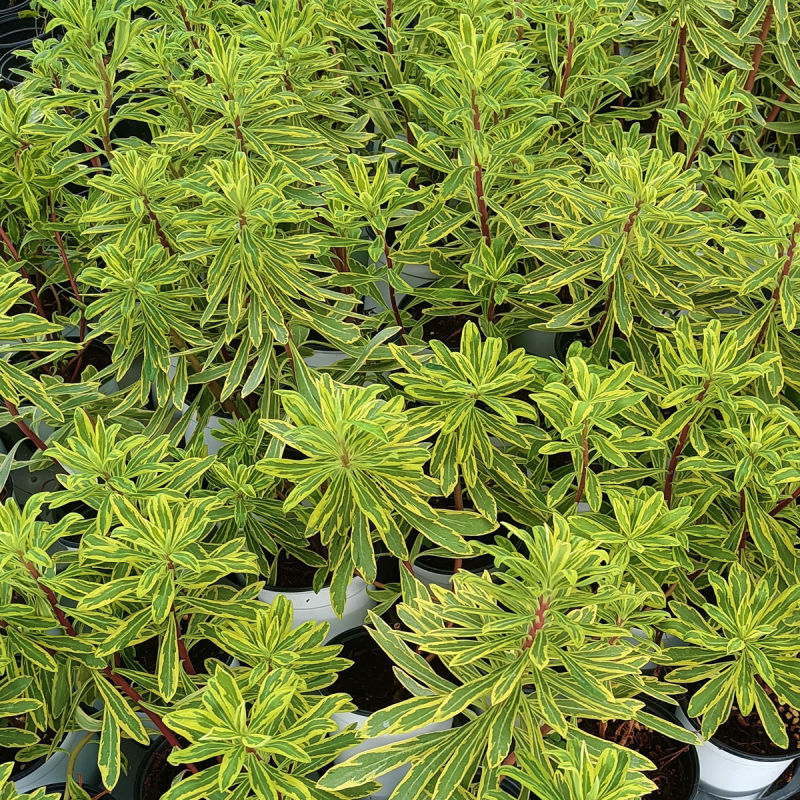 彩虹大戟盆栽耐寒多年生宿根植物观叶植物盆栽花园好养