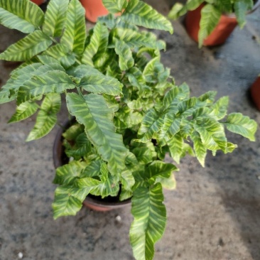 斑马蕨盆栽进口绿植花卉耐阴净化空气盆栽多年生常绿草本观叶