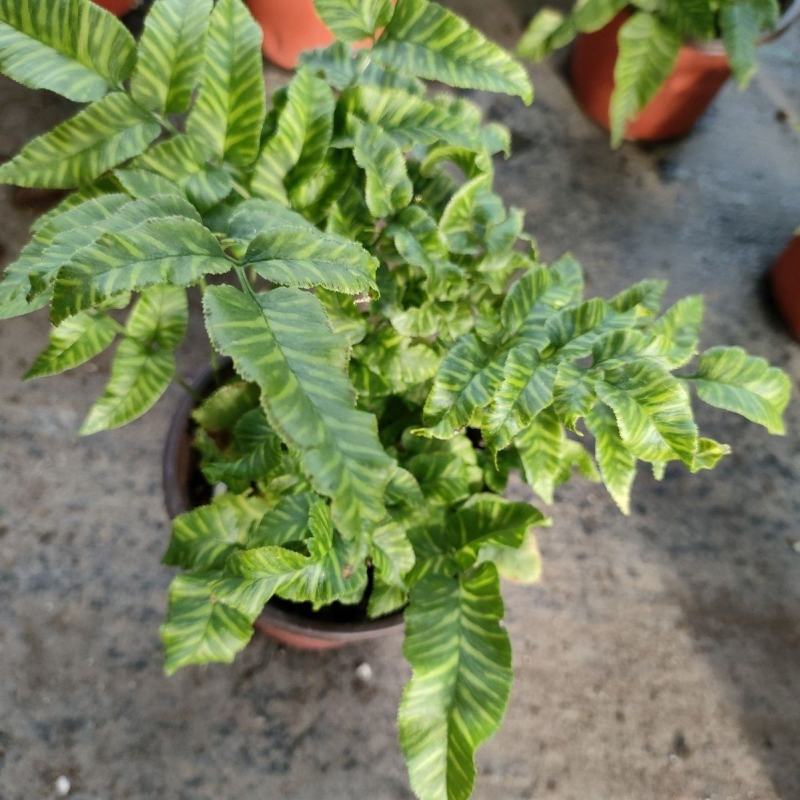 斑马蕨盆栽进口绿植花卉耐阴净化空气盆栽多年生常绿草本观叶