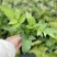 斑马蕨盆栽进口绿植花卉耐阴净化空气盆栽多年生常绿草本观叶