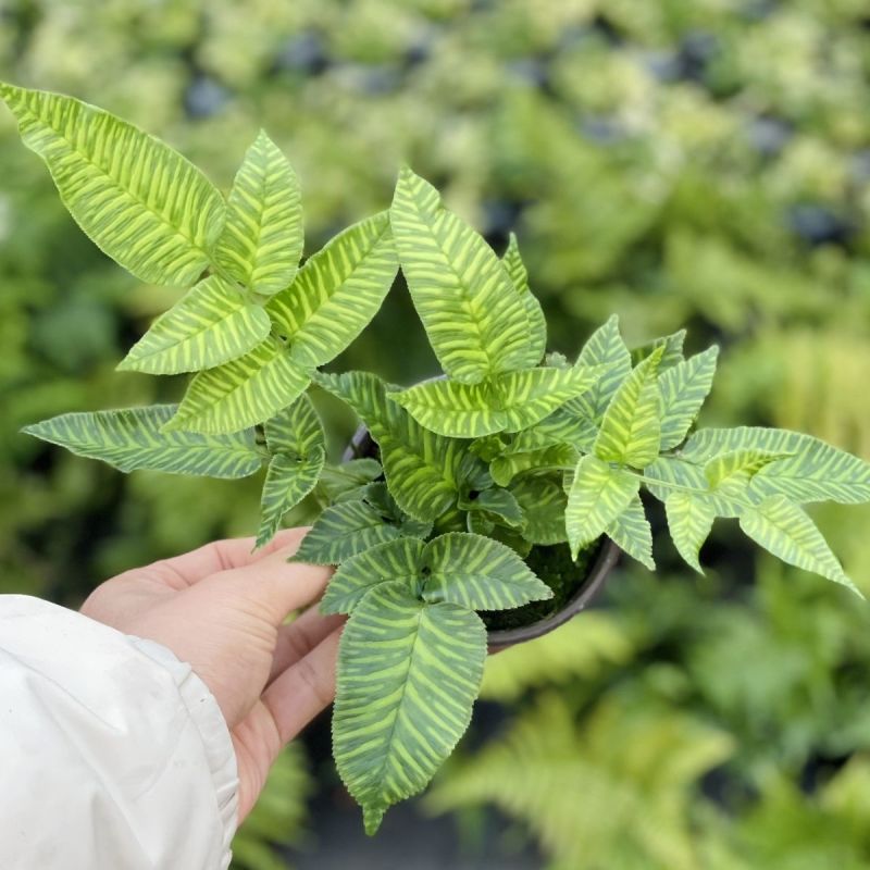 斑马蕨盆栽进口绿植花卉耐阴净化空气盆栽多年生常绿草本观叶