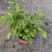 斑马蕨盆栽进口绿植花卉耐阴净化空气盆栽多年生常绿草本观叶