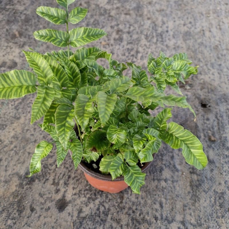 斑马蕨盆栽进口绿植花卉耐阴净化空气盆栽多年生常绿草本观叶