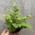 斑马蕨盆栽进口绿植花卉耐阴净化空气盆栽多年生常绿草本观叶