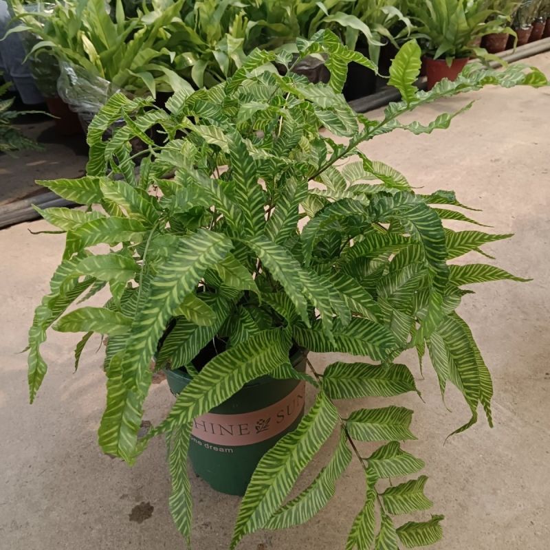 斑马蕨盆栽进口绿植花卉耐阴净化空气盆栽多年生常绿草本观叶
