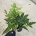 斑马蕨盆栽进口绿植花卉耐阴净化空气盆栽多年生常绿草本观叶