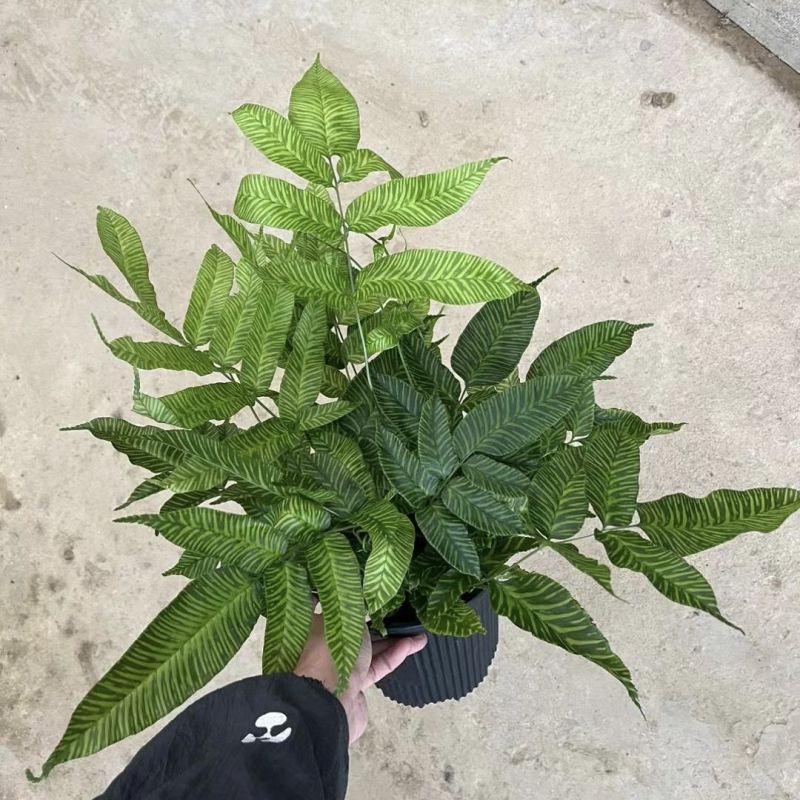斑马蕨盆栽进口绿植花卉耐阴净化空气盆栽多年生常绿草本观叶