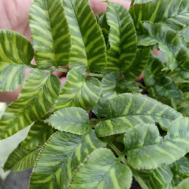 斑马蕨盆栽进口绿植花卉耐阴净化空气盆栽多年生常绿草本观叶
