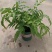斑马蕨盆栽进口绿植花卉耐阴净化空气盆栽多年生常绿草本观叶
