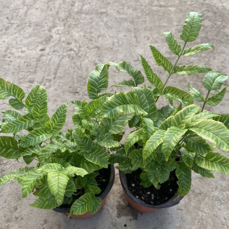 斑马蕨盆栽进口绿植花卉耐阴净化空气盆栽多年生常绿草本观叶