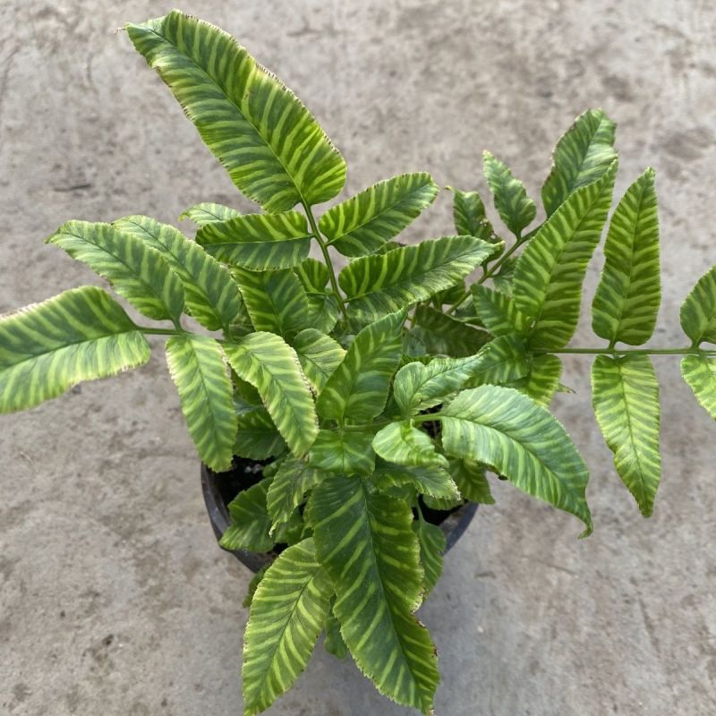 斑马蕨盆栽进口绿植花卉耐阴净化空气盆栽多年生常绿草本观叶