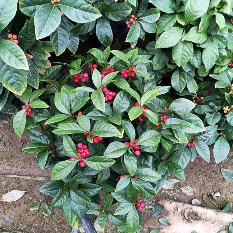 紫金牛室内植物四季常青山野草鱼缸造景盆栽绿植盆景庭院