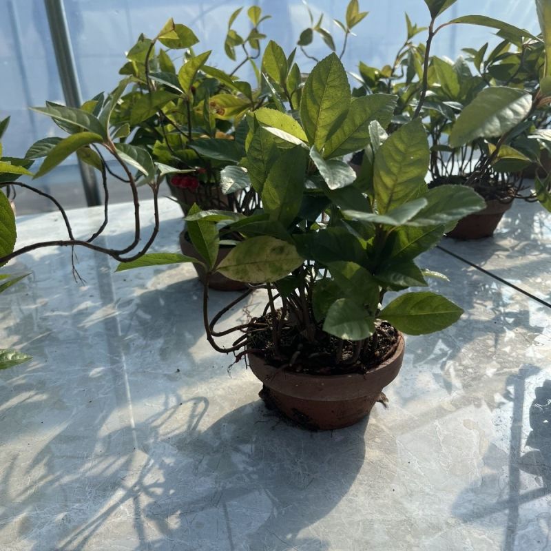 紫金牛室内植物四季常青山野草鱼缸造景盆栽绿植盆景庭院