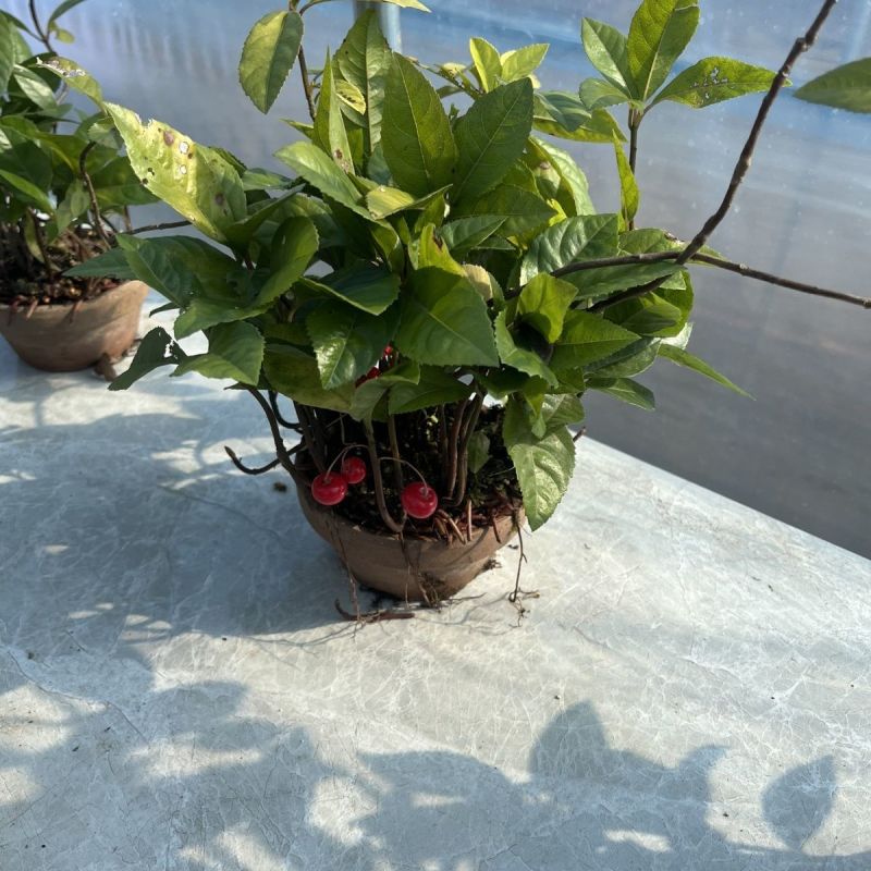 紫金牛室内植物四季常青山野草鱼缸造景盆栽绿植盆景庭院