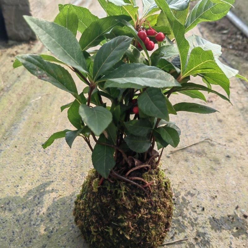 紫金牛室内植物四季常青山野草鱼缸造景盆栽绿植盆景庭院