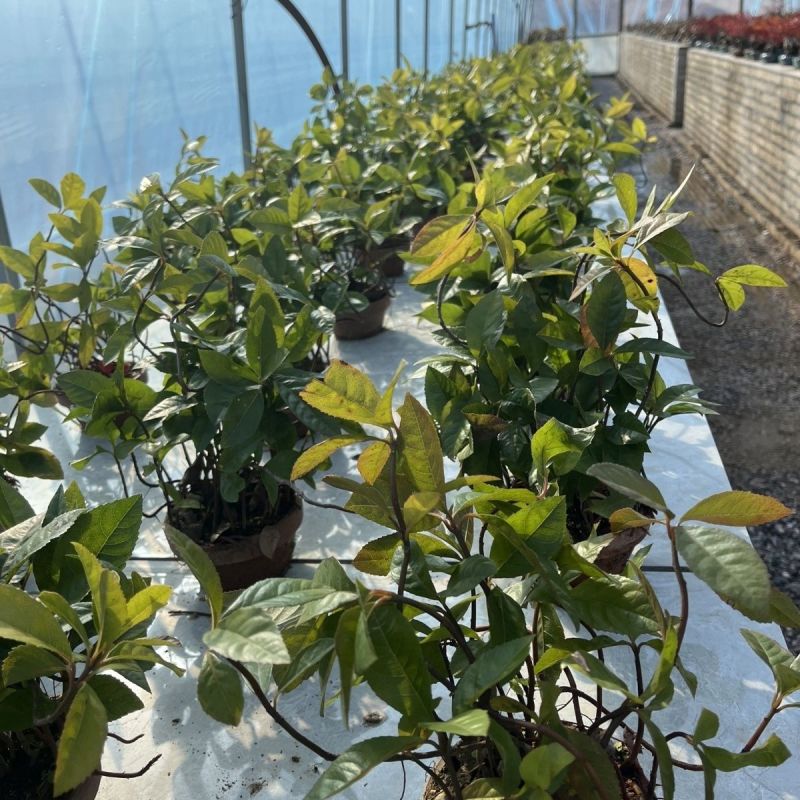紫金牛室内植物四季常青山野草鱼缸造景盆栽绿植盆景庭院