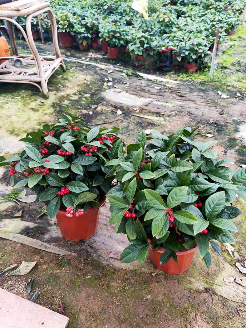 紫金牛室内植物四季常青山野草鱼缸造景盆栽绿植盆景庭院