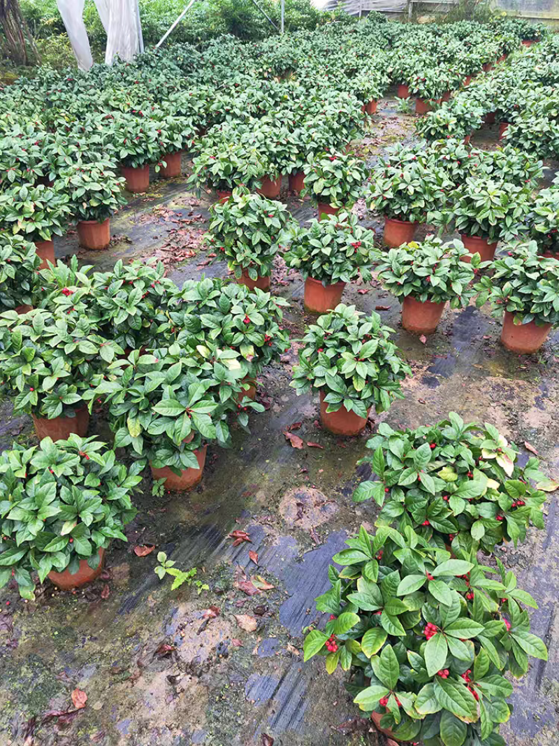 紫金牛室内植物四季常青山野草鱼缸造景盆栽绿植盆景庭院
