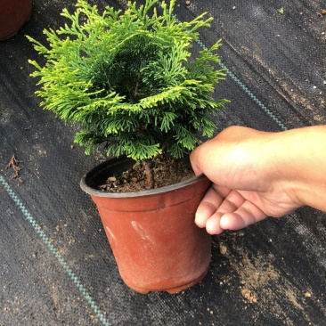 金边云片柏盆栽黄金柏稀有孔雀柏盆景绿植庭院植物易活