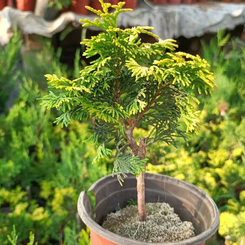 金边云片柏盆栽黄金柏稀有孔雀柏盆景绿植庭院植物易活
