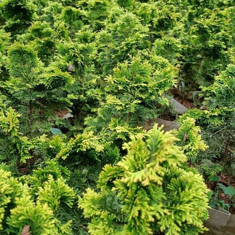 金边云片柏盆栽黄金柏稀有孔雀柏盆景绿植庭院植物易活