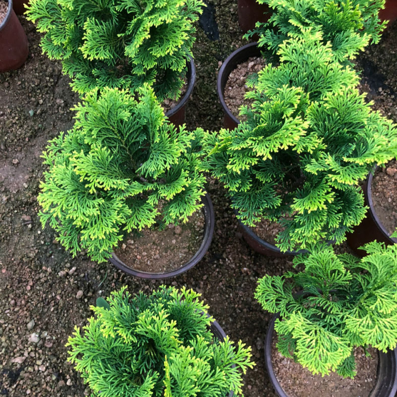 金边云片柏盆栽黄金柏稀有孔雀柏盆景绿植庭院植物易活