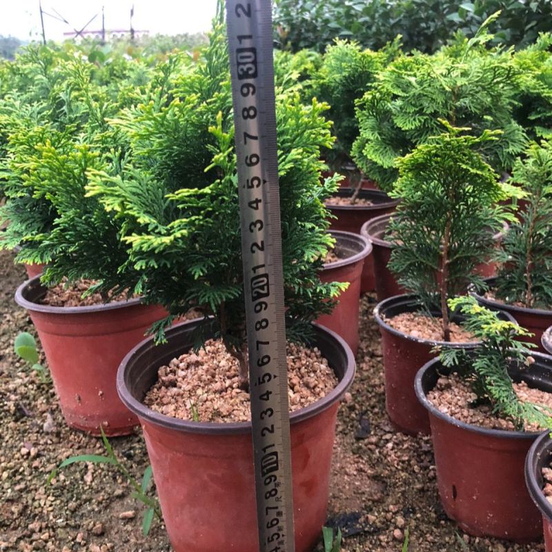 金边云片柏盆栽黄金柏稀有孔雀柏盆景绿植庭院植物易活
