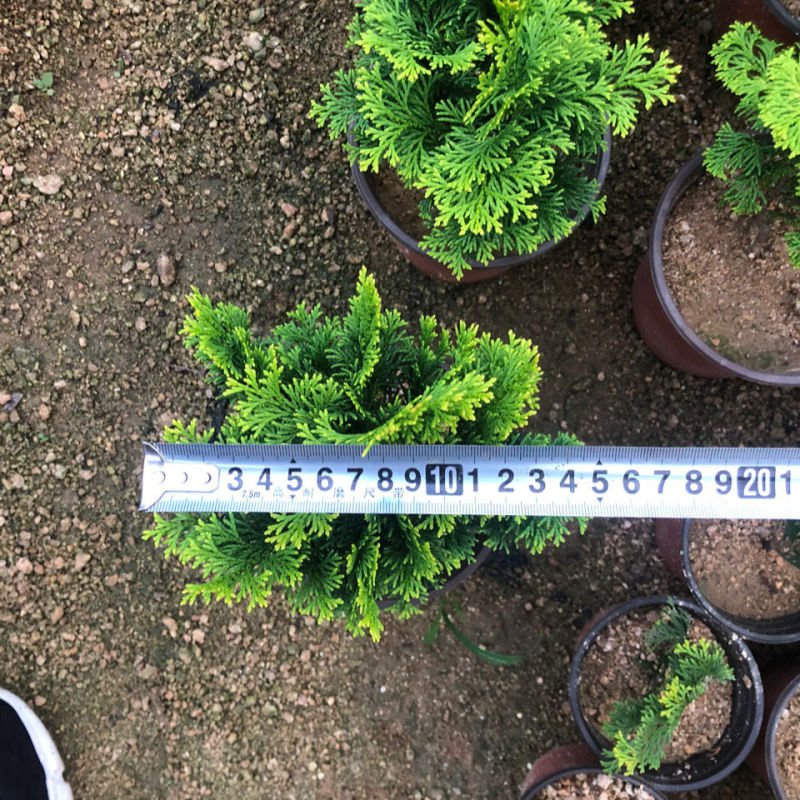 金边云片柏盆栽黄金柏稀有孔雀柏盆景绿植庭院植物易活