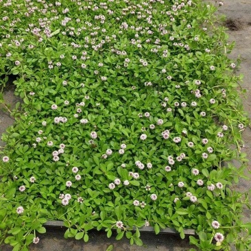 姬岩垂草苗庭院花境花园绿化匍匐草坪耐踩踏耐寒旱花期长爬藤