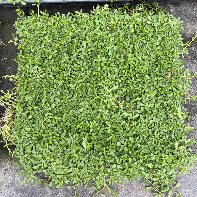 姬岩垂草苗庭院花境花园绿化匍匐草坪耐踩踏耐寒旱花期长爬藤