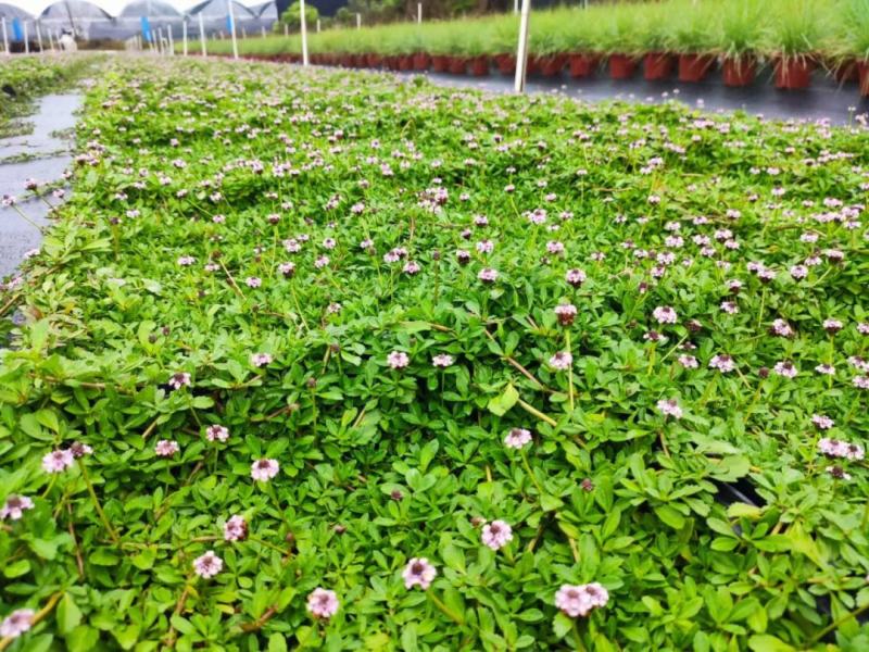 姬岩垂草苗庭院花境花园绿化匍匐草坪耐踩踏耐寒旱花期长爬藤