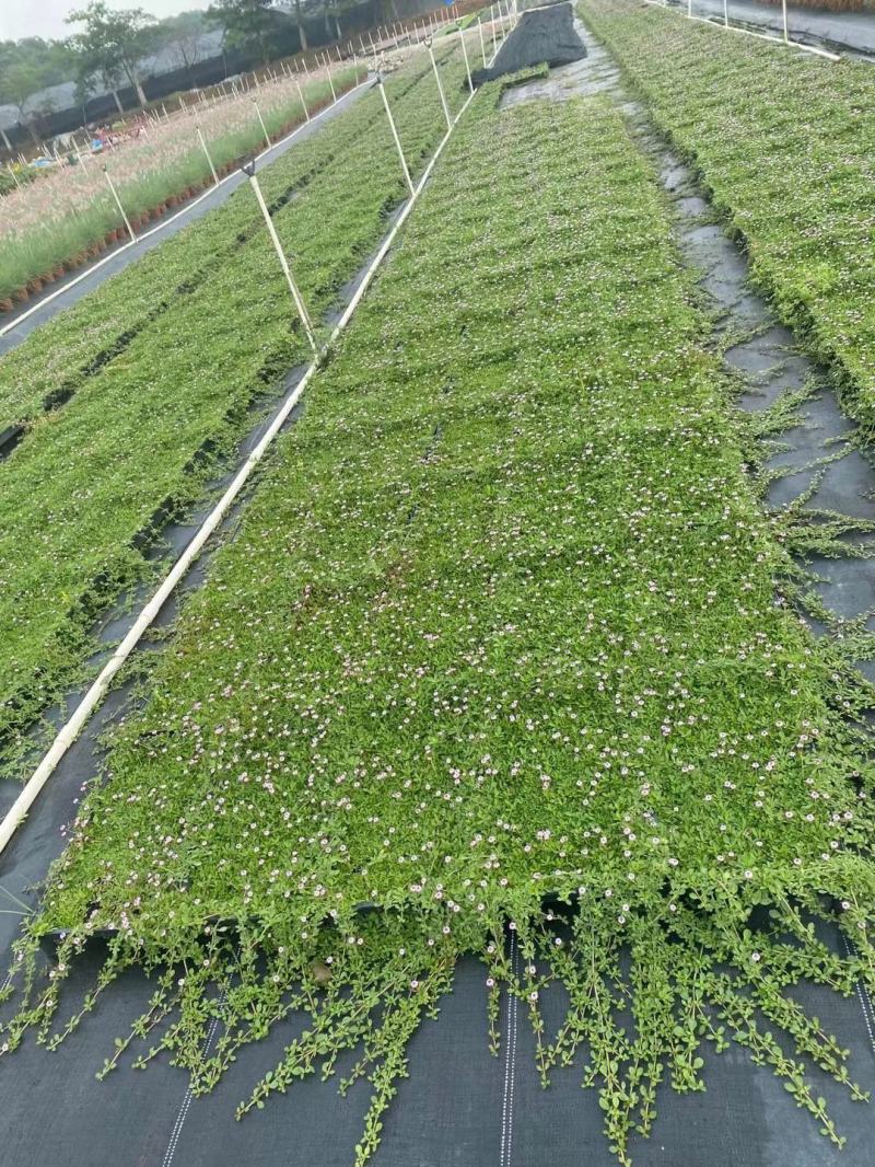 姬岩垂草苗庭院花境花园绿化匍匐草坪耐踩踏耐寒旱花期长爬藤