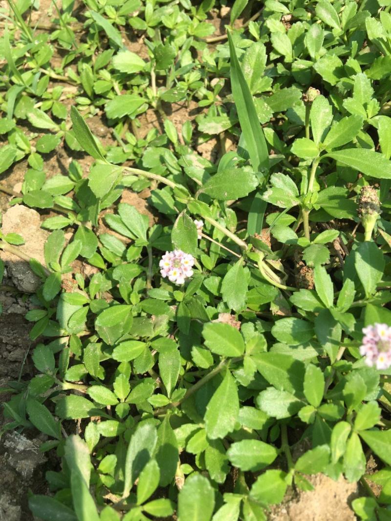 姬岩垂草苗庭院花境花园绿化匍匐草坪耐踩踏耐寒旱花期长爬藤