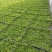 姬岩垂草苗庭院花境花园绿化匍匐草坪耐踩踏耐寒旱花期长爬藤