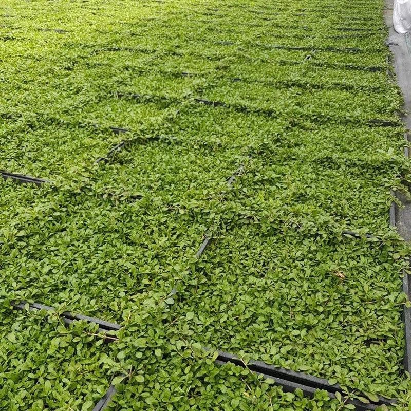 姬岩垂草苗庭院花境花园绿化匍匐草坪耐踩踏耐寒旱花期长爬藤