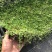 姬岩垂草苗庭院花境花园绿化匍匐草坪耐踩踏耐寒旱花期长爬藤