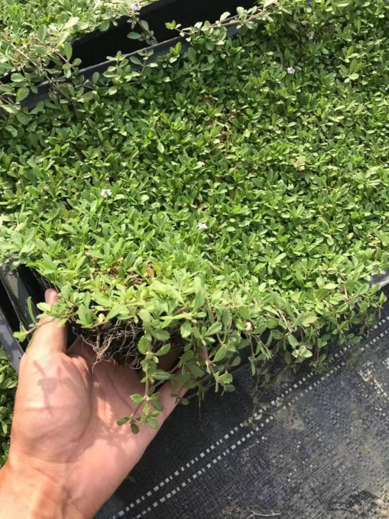 姬岩垂草苗庭院花境花园绿化匍匐草坪耐踩踏耐寒旱花期长爬藤