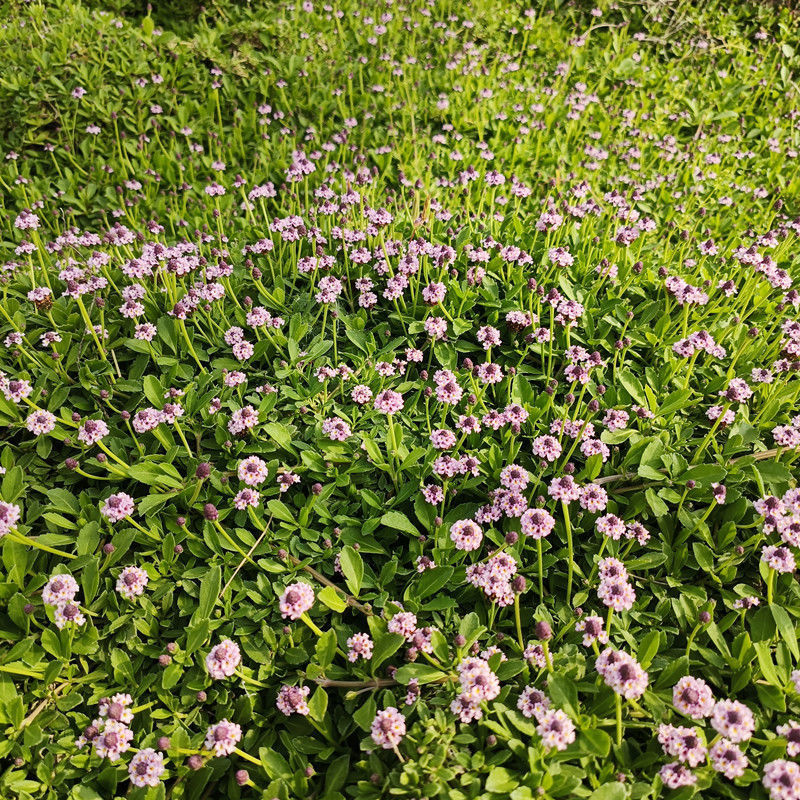 姬岩垂草苗庭院花境花园绿化匍匐草坪耐踩踏耐寒旱花期长爬藤