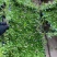 姬岩垂草苗庭院花境花园绿化匍匐草坪耐踩踏耐寒旱花期长爬藤
