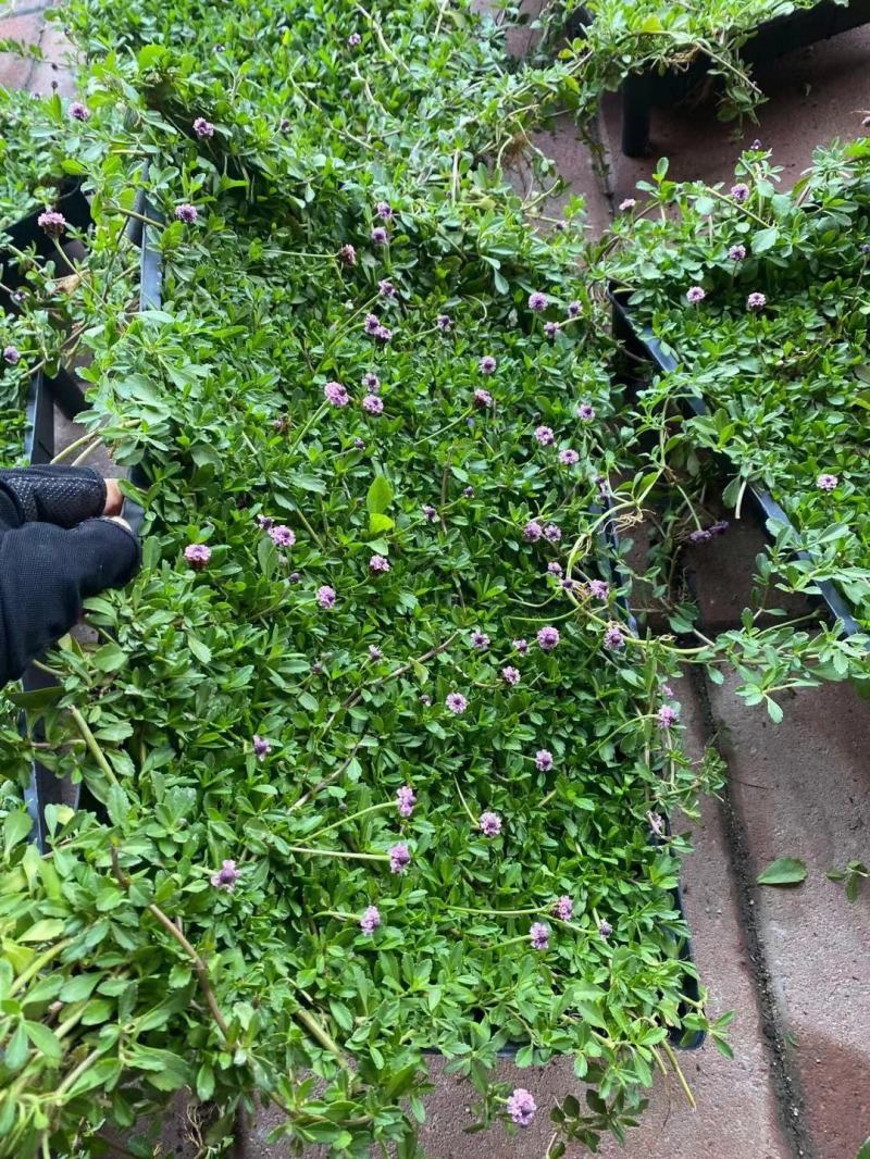 姬岩垂草苗庭院花境花园绿化匍匐草坪耐踩踏耐寒旱花期长爬藤