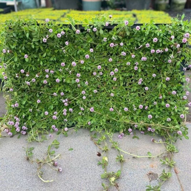 姬岩垂草苗庭院花境花园绿化匍匐草坪耐踩踏耐寒旱花期长爬藤
