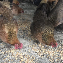 山咔咔散养粮食土鸡出栏了