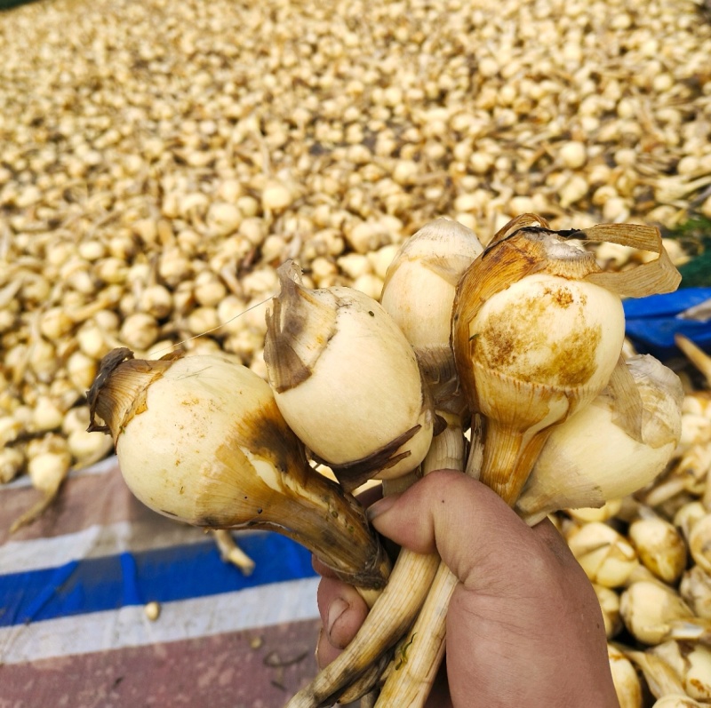 《精品茨菇》大量供应基地直发质量保证现货随到随装