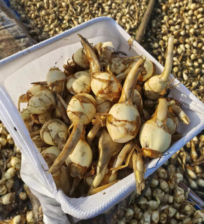 水洗白茨菇大量供应一手货源慈姑自家种植质量保证