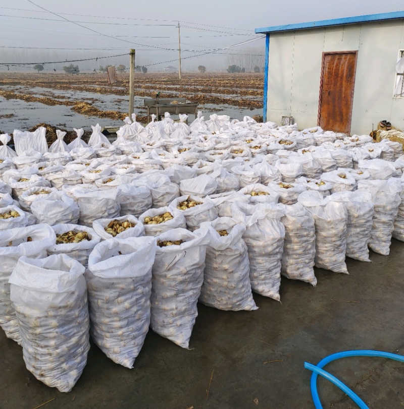 白茨菇青慈姑新鲜货源长期供应产地直发现货随装