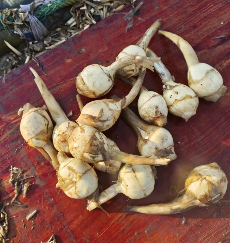 白茨菇青慈姑新鲜货源长期供应产地直发现货随装