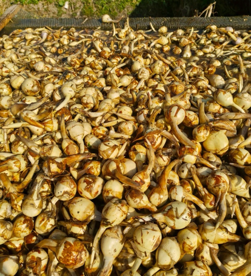 白茨菇青慈姑新鲜货源长期供应产地直发现货随装