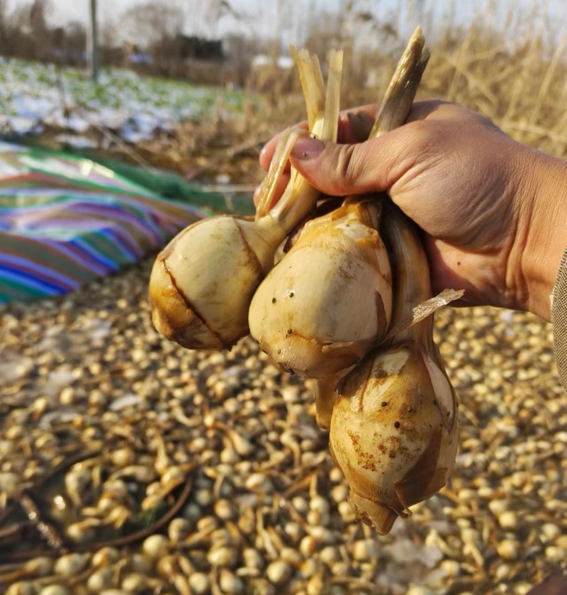 【宝应茨菇】大量上市慈姑质量保证一手货源量大优惠