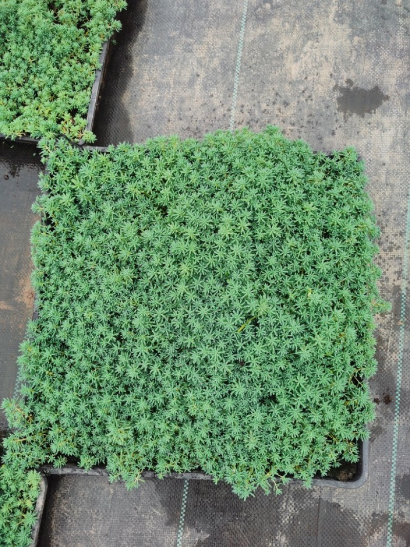 中华景天薄雪万年草花园地被镶边植物耐寒耐热花盆护盆草