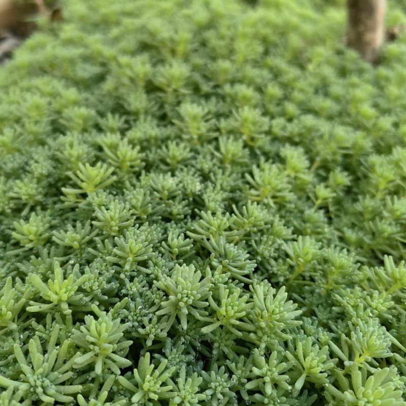 中华景天薄雪万年草花园地被镶边植物耐寒耐热花盆护盆草